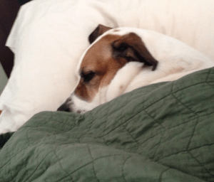 My Average Day As A Self-Employed Person Sleeeeeeep